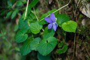 DPPhotography - Maderia - Viola riviniana - A
