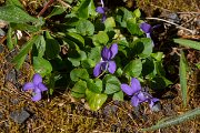 DPPhotography - Maderia - Viola riviniana - C
