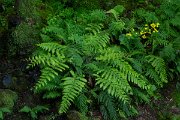 DPPhotography - Maderia - Woodwardia radicans - A