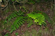 DPPhotography - Maderia - Woodwardia radicans - C