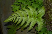 DPPhotography - Maderia - Woodwardia radicans - D