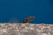 DPPhotography - Maderia - Madeiran wall lizard - B