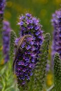 DPPhotography - Maderia - Madeiran wall lizard - J