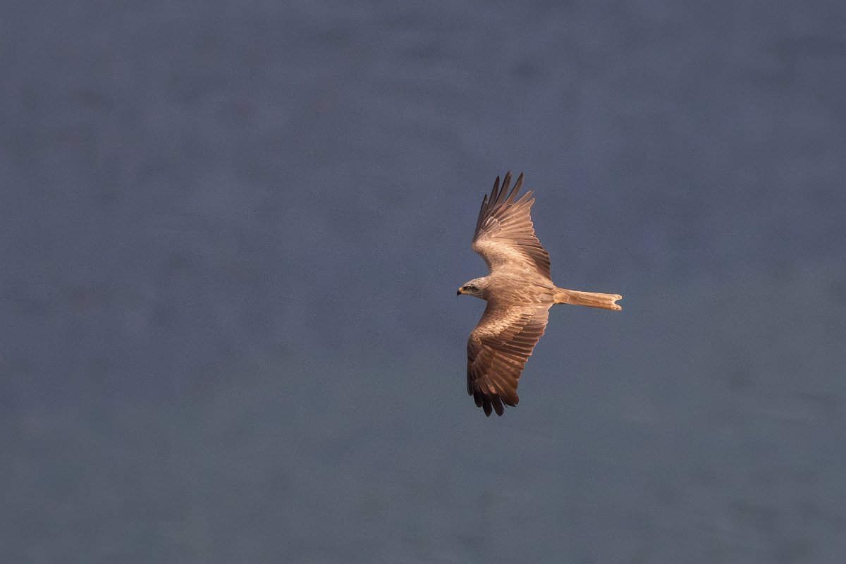 DPPhotography - Extremadura - Black kite - C.jpg - Black kite - Castillo de Monfragüe, Extremadura