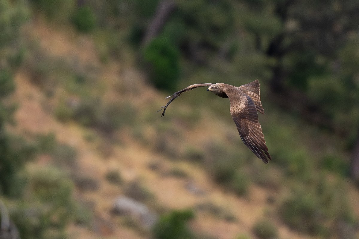 DPPhotography - Extremadura - Black kite - M.jpg - Black kite - Peña Falcon, Monfragüe