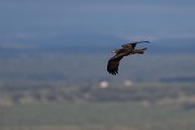 DPPhotography - Extremadura - Black kite - B