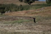 DPPhotography - Extremadura - Black kite - E