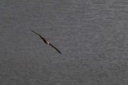 DPPhotography - Extremadura - Black kite - H