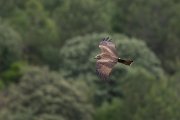 DPPhotography - Extremadura - Black kite - K