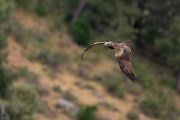 DPPhotography - Extremadura - Black kite - M