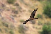 DPPhotography - Extremadura - Black kite - O