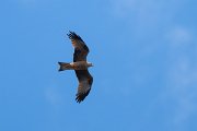 DPPhotography - Extremadura - Black kite - U