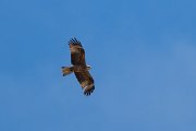 DPPhotography - Extremadura - Black kite - V