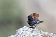 DPPhotography - Extremadura - Black redstart - F