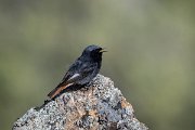 DPPhotography - Extremadura - Black redstart - L