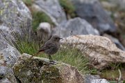 DPPhotography - Extremadura - Black redstart - O