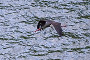 DPPhotography - Extremadura - Black stork - B