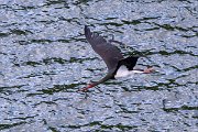 DPPhotography - Extremadura - Black stork - C