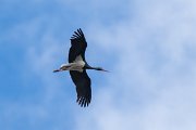 DPPhotography - Extremadura - Black stork - H