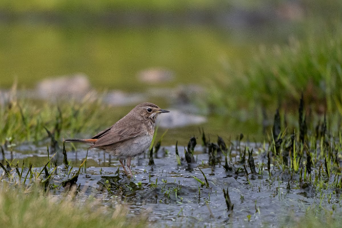 DPPhotography - Extremadura - Bluethroat - V.jpg - Bluethroat - Plataforma de Gredos, Castilla y León