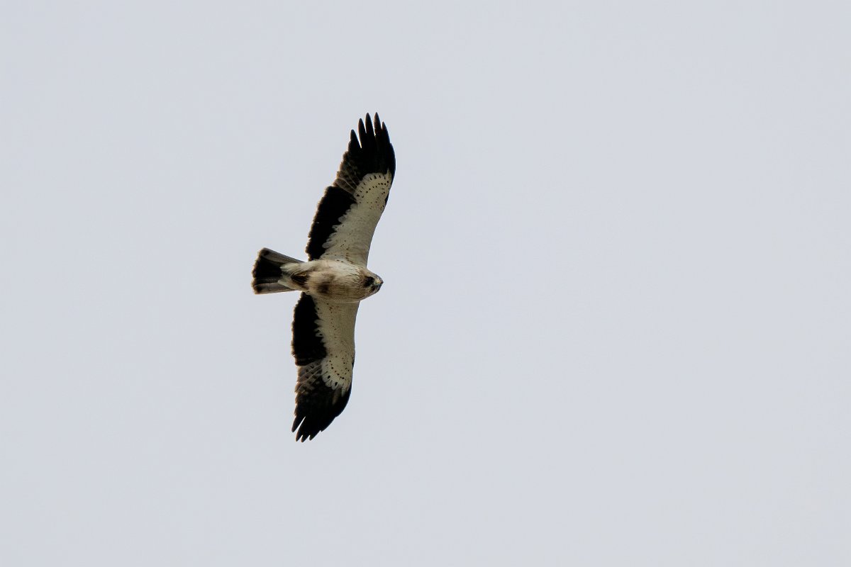 DPPhotography - Extremadura - Booted eagle - C.jpg - Booted eagle - La Covatilla, Sierra de Bejar, Castilla y León