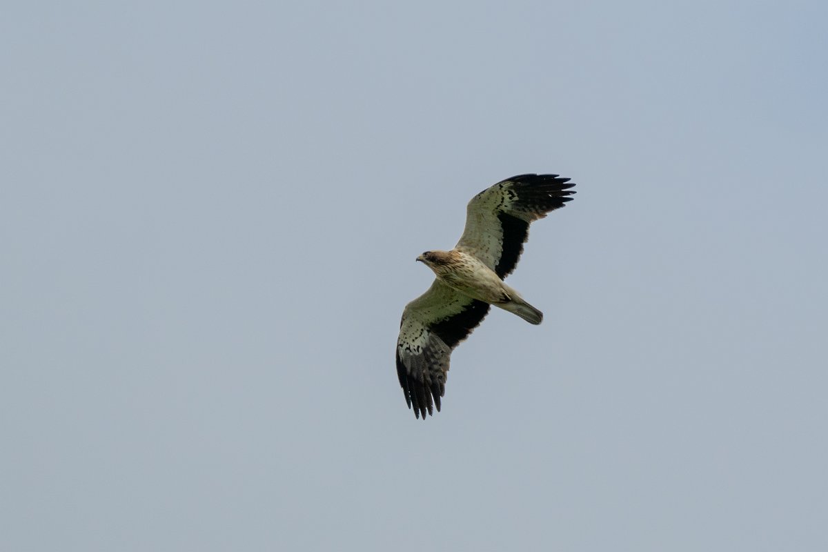 DPPhotography - Extremadura - Booted eagle - I.jpg - Booted eagle - Parador de Gredos, Castilla y León