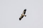 DPPhotography - Extremadura - Booted eagle - A