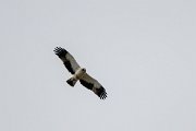 DPPhotography - Extremadura - Booted eagle - B
