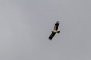 DPPhotography - Extremadura - Booted eagle - D