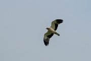DPPhotography - Extremadura - Booted eagle - I