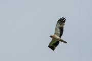 DPPhotography - Extremadura - Booted eagle - J