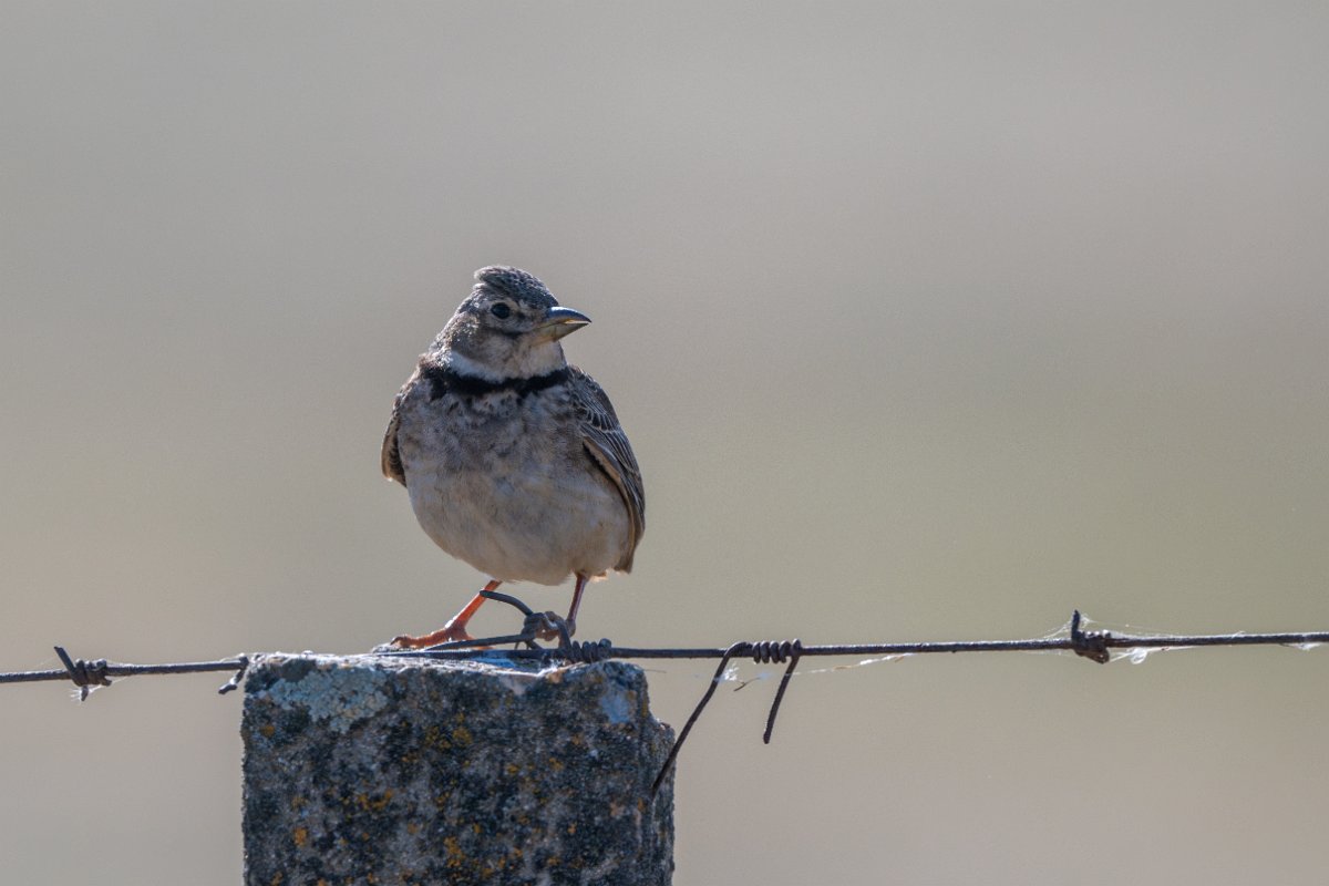 DPPhotography - Extremadura - Calandra lark - D.jpg - Calandra lark - Trujillo Plains, Extremadura