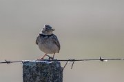 DPPhotography - Extremadura - Calandra lark - D