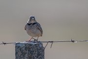 DPPhotography - Extremadura - Calandra lark - E