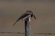 DPPhotography - Extremadura - Calandra lark - G