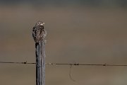 DPPhotography - Extremadura - Calandra lark - H