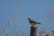 DPPhotography - Extremadura - Calandra lark - I