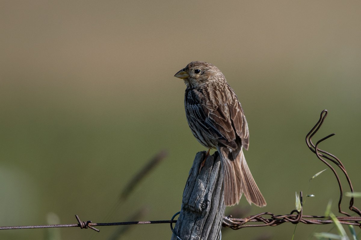 DPPhotography - Extremadura - Corn bunting - G.jpg - Corn bunting - Trujillo Plains, Extremadura