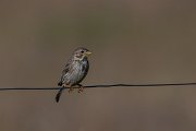 DPPhotography - Extremadura - Corn bunting - A