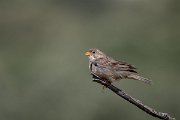 DPPhotography - Extremadura - Corn bunting - C