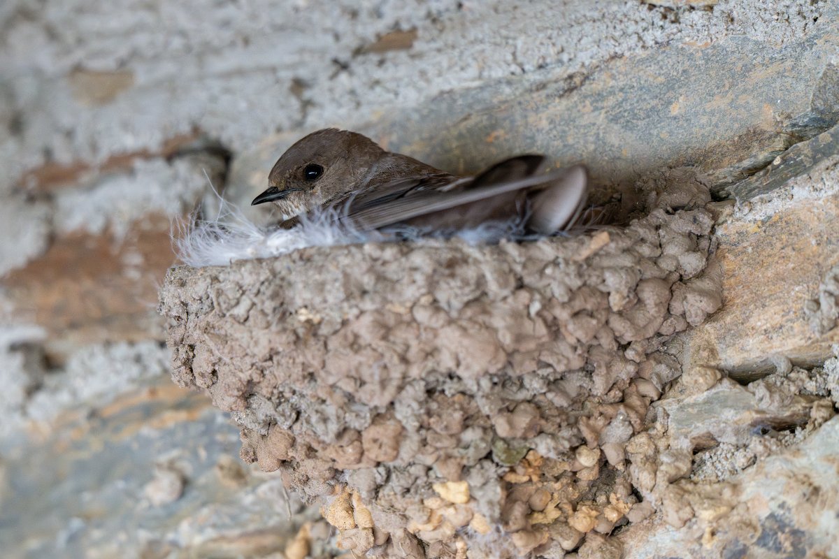 DPPhotography - Extremadura - Crag martin - A.jpg - Crag martin - Portilla del Tietar, Extremadura, Spain
