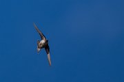 DPPhotography - Extremadura - Crag martin - C