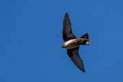 DPPhotography - Extremadura - Crag martin - H