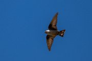DPPhotography - Extremadura - Crag martin - K