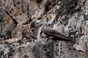 DPPhotography - Extremadura - Crag martin - M