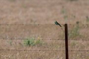 DPPhotography - Extremadura - European bee-eater - D