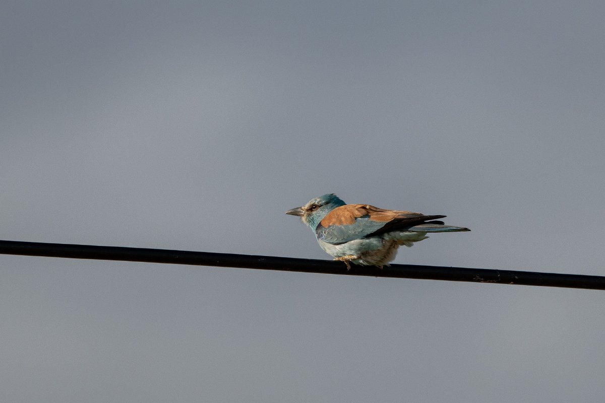 DPPhotography - Extremadura - European roller - A.jpg - European roller - Trujillo Plains, Extremadura