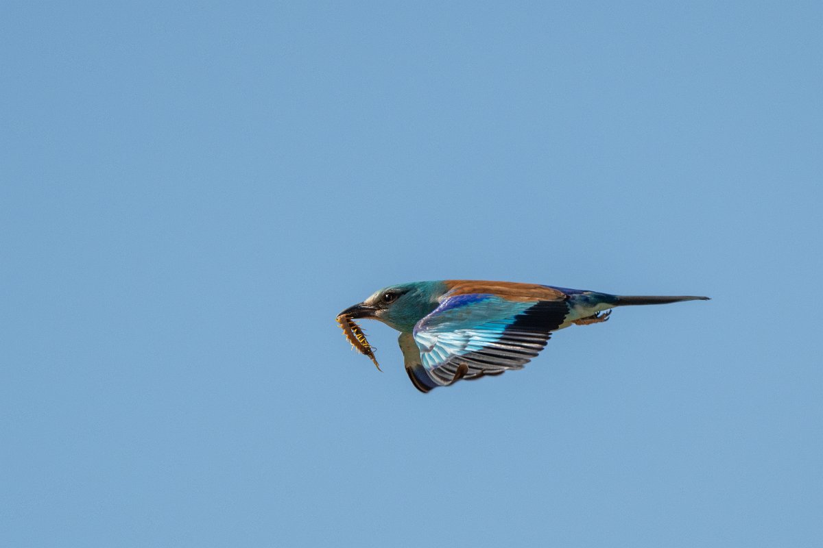 DPPhotography - Extremadura - European roller - G.jpg - European roller - Trujillo Plains, Extremadura