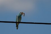 DPPhotography - Extremadura - European roller - E
