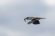 DPPhotography - Extremadura - European roller - H